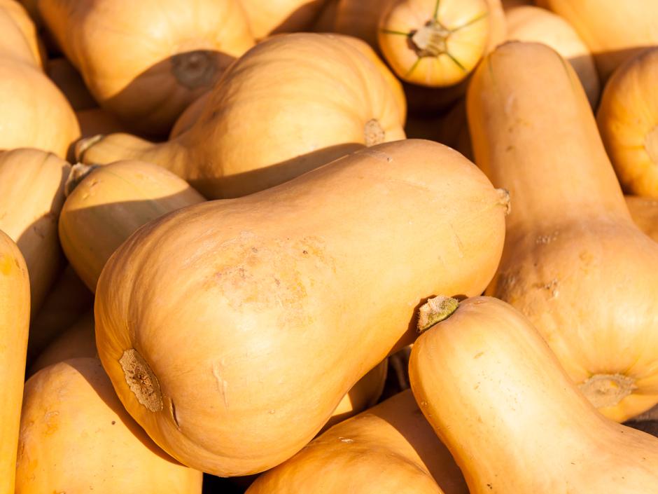 Butternut - Butternuss