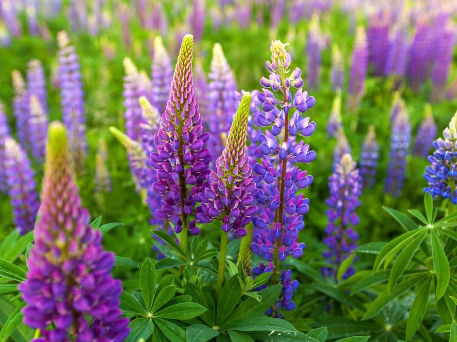 Proteinbomben Lupinen