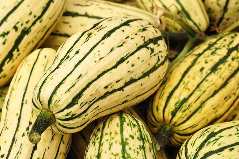 Delicata