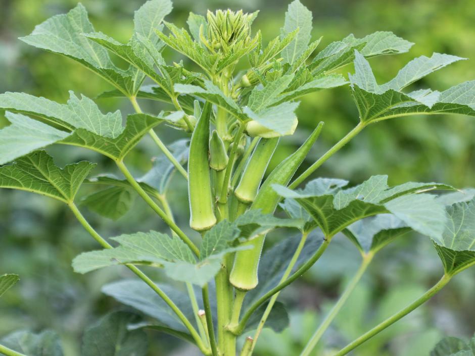 Okra, das unterschätzte Supergemüse