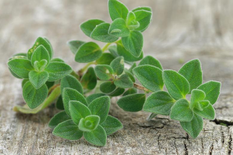 Oregano