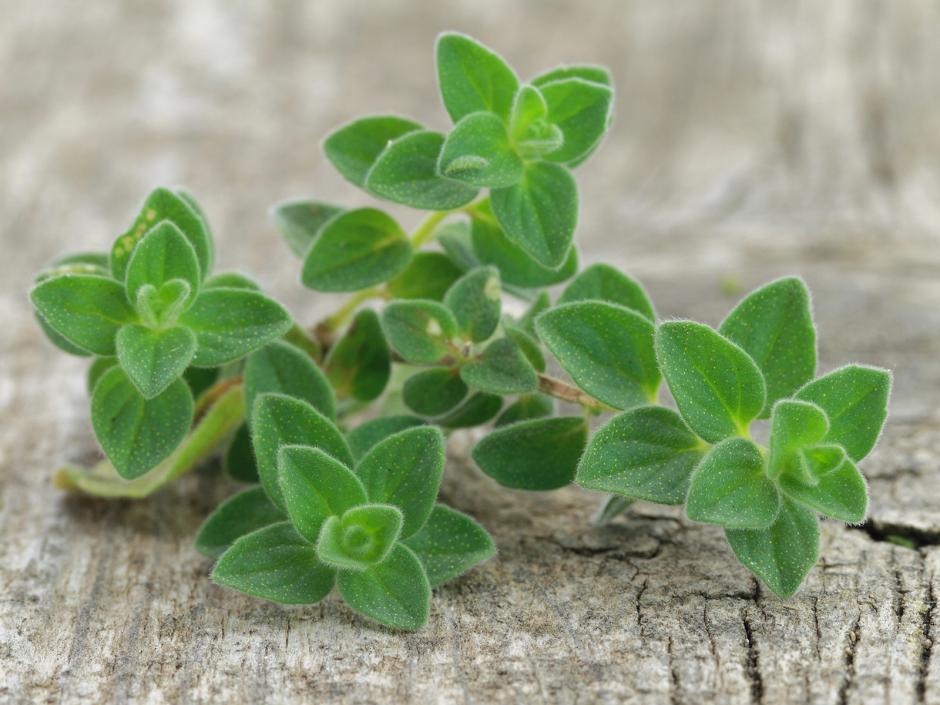 Oregano
