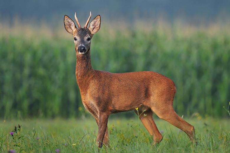 Rehwild