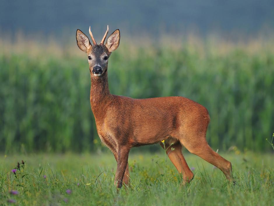 Rehwild