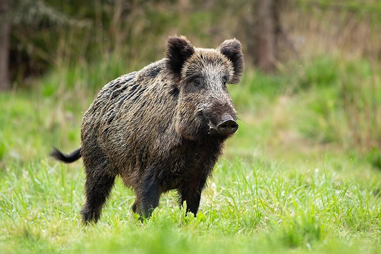 Wildschwein