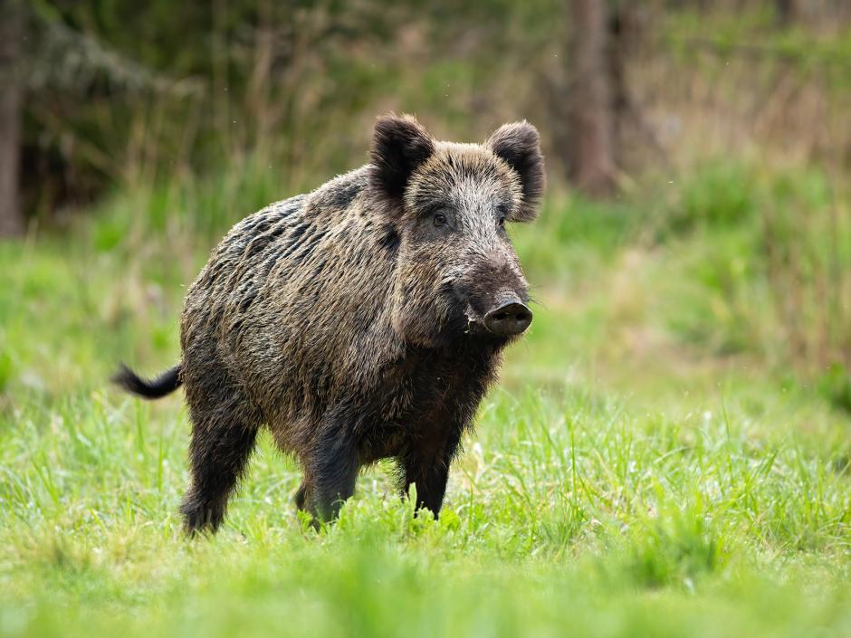 Wildschwein