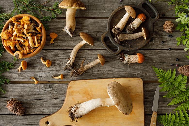 Pilze - vom Wald in die Küche