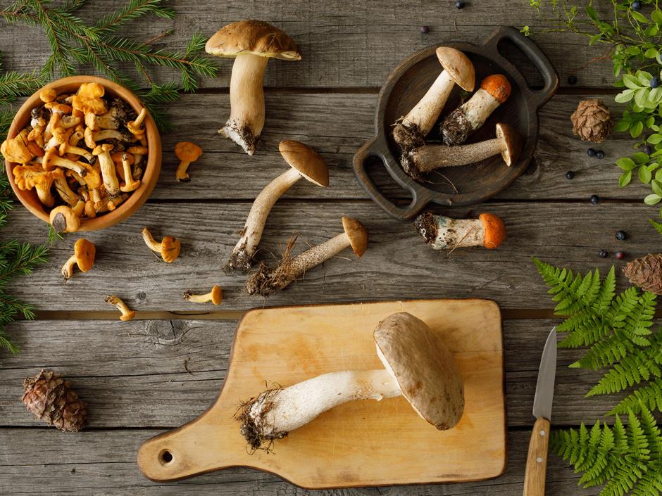 Pilze - vom Wald in die Küche