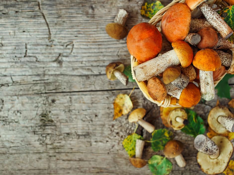 Pilze - vom Wald in die Küche