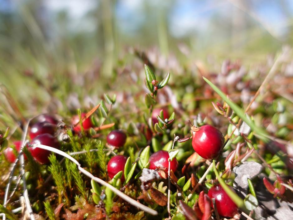 Cranberries