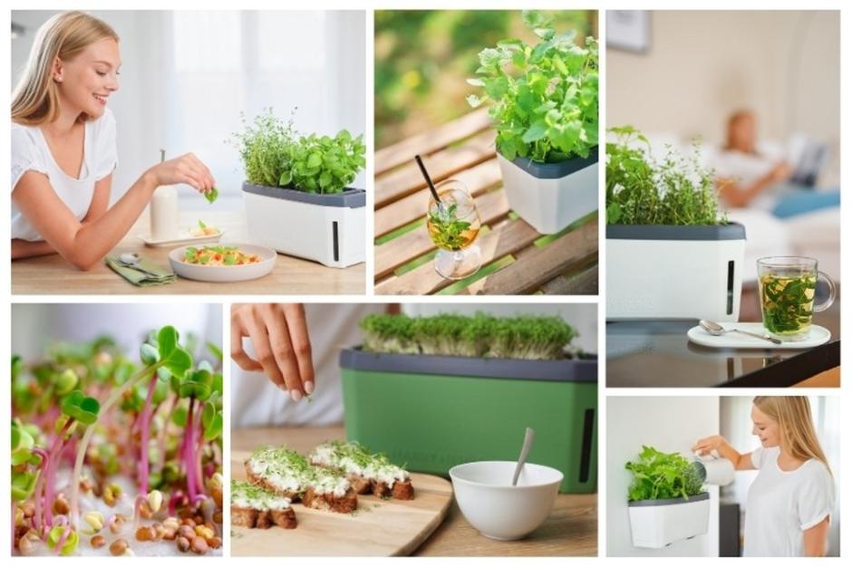 Harry Herbs - Dein eigener Kräutergarten!