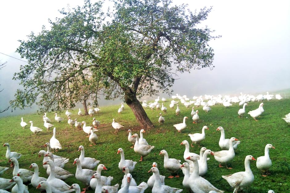 Die Südburgenländische Weidegans