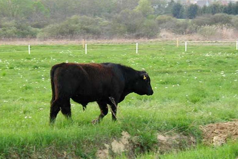 Der Zickentaler Moorochse