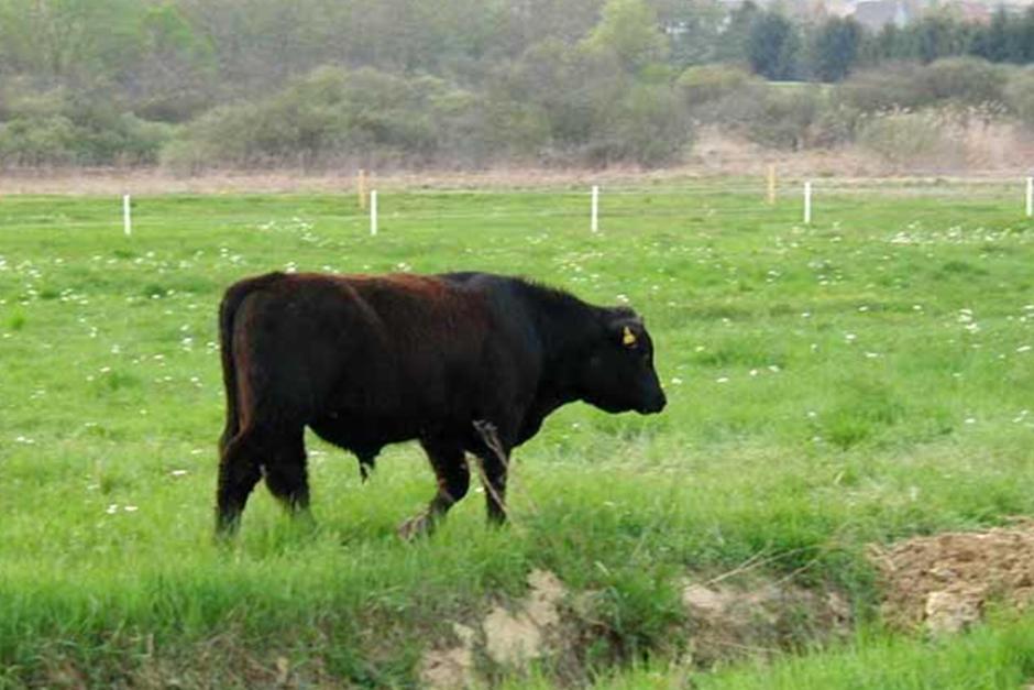 Der Zickentaler Moorochse