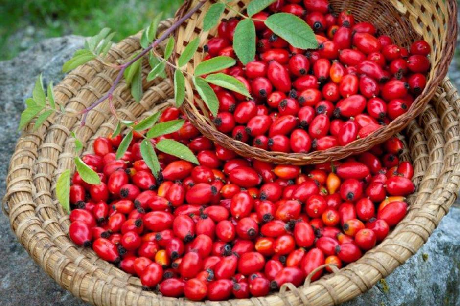 Die Dunkelsteiner Hagebutte