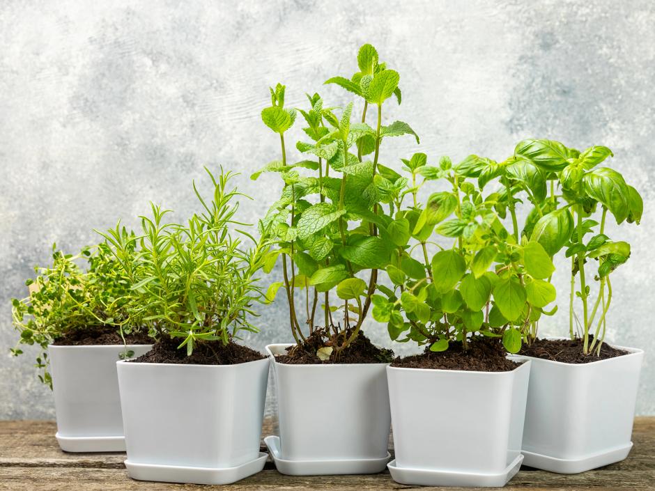 Kochen mit Frühlingskräutern