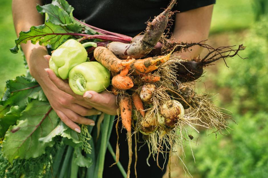 Der eigene Gemüsegarten