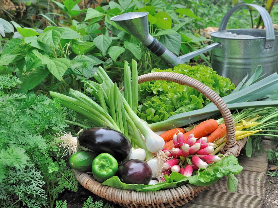Der eigene Gemüsegarten