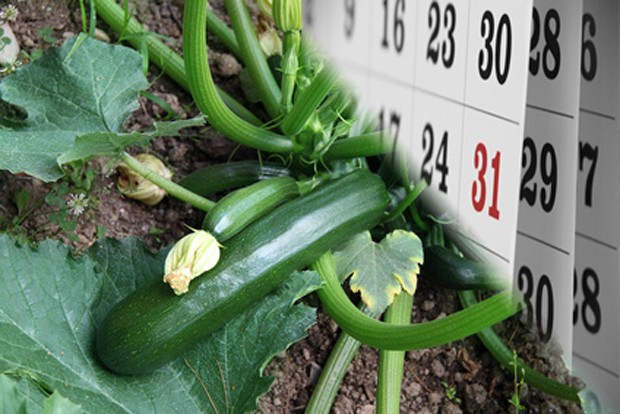 August - die Ernte von vielen Gemüsesorten