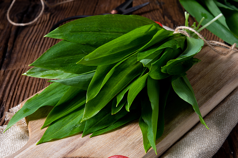 Bärlauch - grün, aromatisch-scharf und gesund