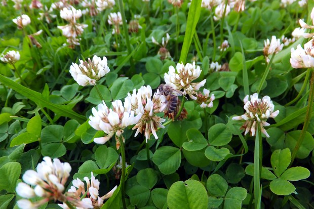 Wiesenklee