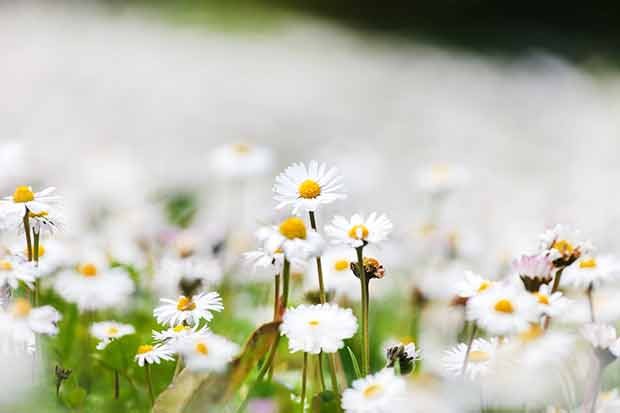 Gänseblümchen