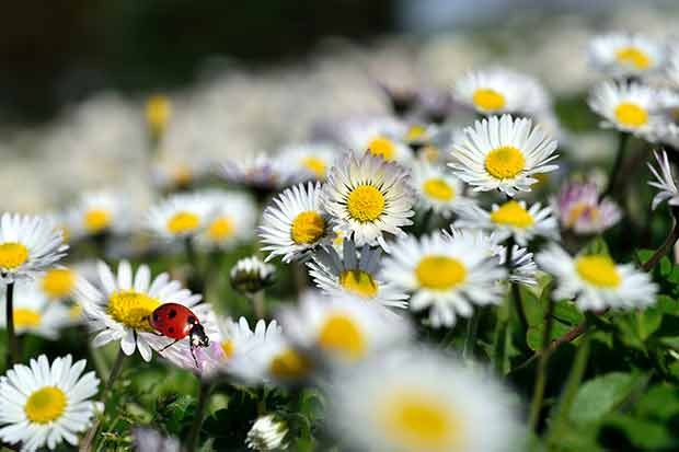 Gänseblümchen