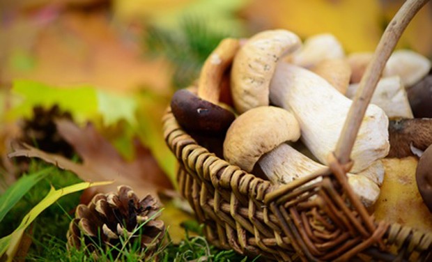 Pilze - vom Wald in die Küche