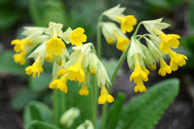 Schlüsselblume