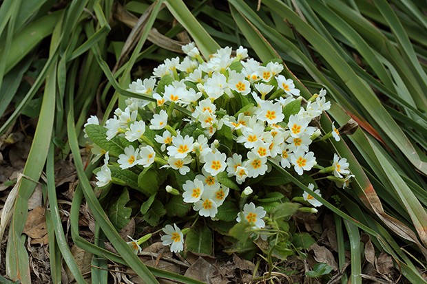 Schlüsselblume