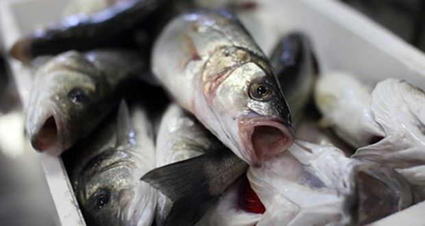 Fisch Glossar - das 1mal1 in der Fischküche