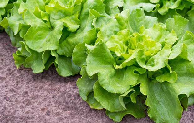 Kopfsalat