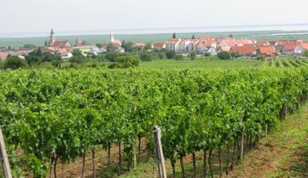 Weinregion Neusiedlersee