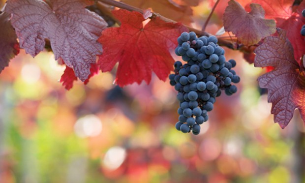 Weinregion Eisenberg