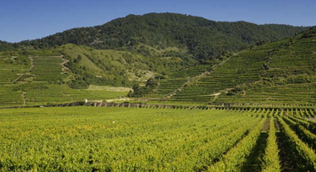 Weinregion Wachau