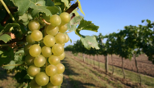 Weinregion Traisental