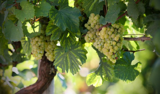 Weinregion Carnuntum