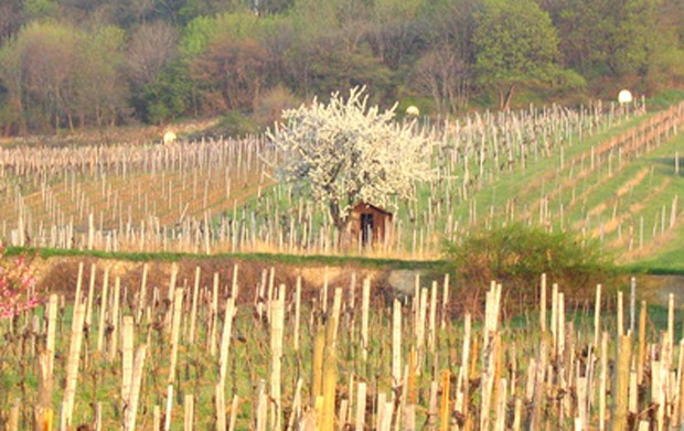 Weinregion Thermenregion