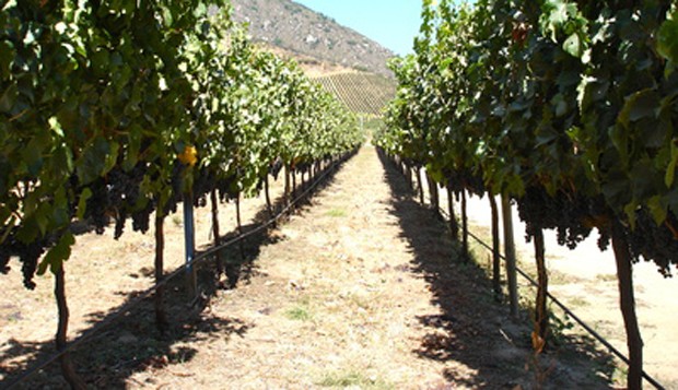 Weinland Chile - chilenischer Wein