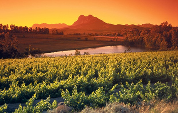 Weinland Südafrika - südafrikanischer Wein