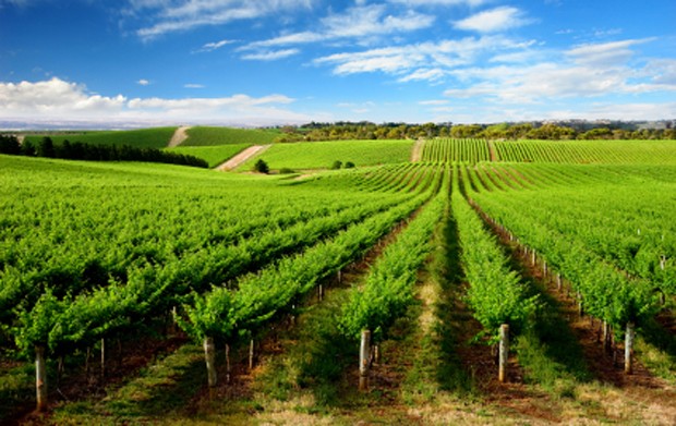 Weinland Australien - australischer Wein