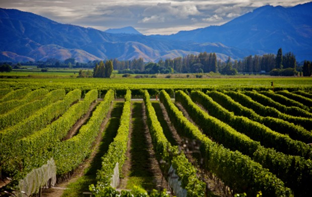 Weinland Neuseeland - neuseeländischer Wein