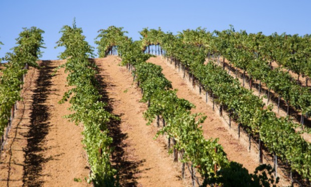 Weinland USA - kalifornischer Wein