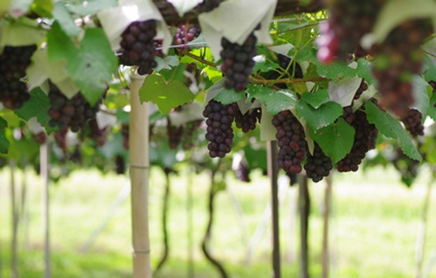 Weinland Japan - japanischer Wein