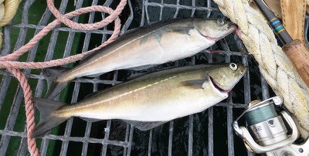 Lachs-Seelachs