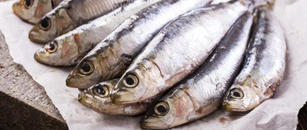 Sardine
