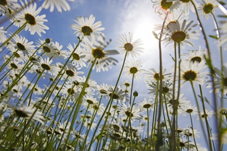 Blumen zum Essen