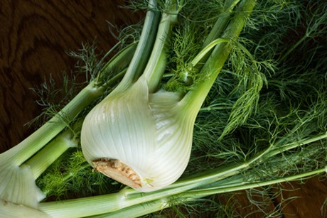Fenchel