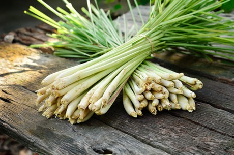 Zitronengras