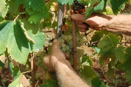 Weinland Italien - italienischer Wein